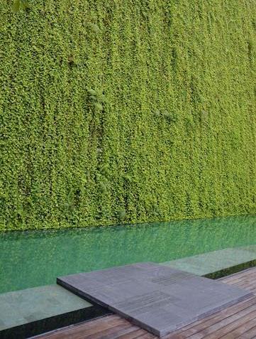 Lush green walls